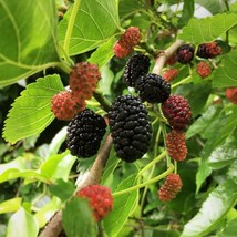 Live Mulberry Tree Strong Roots Plant | Free shipping | USA Seller - £14.86 GBP