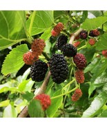 Live Mulberry Tree Strong Roots Plant | Free shipping | USA Seller - $18.95