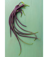 500 Dragon&#39;s Tail Radish Seeds, Unique Edible Pods and Leaves, Vegetable - $12.99