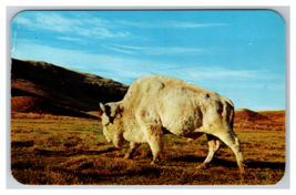 Big Medicine, National Bison Range White Albino Buffalo Postcard Unposted - £4.69 GBP