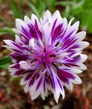 50 seeds Purple Whit Bachelor&#39;s Button Heirloom Seeds Rapid Bloom Enjoy - $8.35