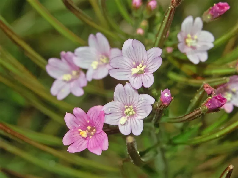 100 Seeds Cinnamon Willowherb Eastern Purpleleaf Epilobium Coloratum Flower - £10.20 GBP