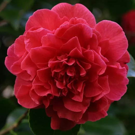 1 Live Plant Kramers Supreme Red Camellia Japonica Starter Plant - £32.64 GBP