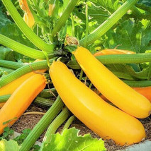 New Fresh Seeds Golden Yellow Zucchini Summer Squash Courgette Ko Vegetable - £7.85 GBP