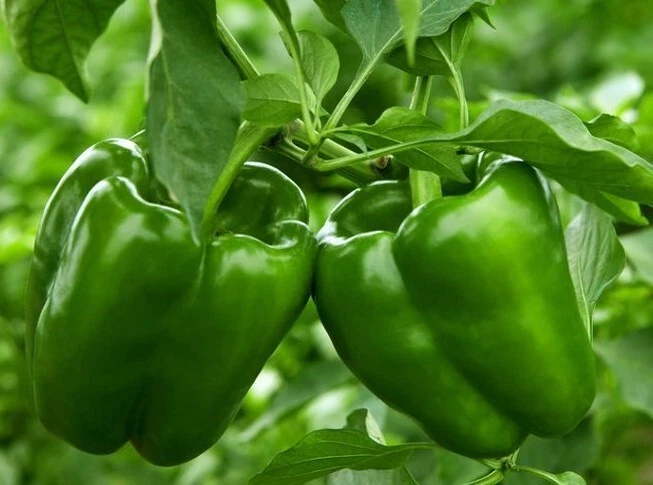 Green Bell Pepper Seed, organic, 25+ seeds, Seeds – Must-Have for Gardeners - $88.17 MXN