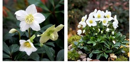 Helleborus (Christmas Rose) Novelty Plant Helleborus Niger White Flowers 300 Pcs - £20.53 GBP