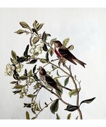 Common Redpoll Bird Lithograph 1950 Audubon Antique Art Print Finches DWP6A - €25,82 EUR Common Redpoll Bird Lithograph 1950 Audubon Antique Art Print Finches DWP6A - €25,82 EUR
