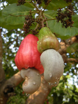 Cashew nut Fruit Seeds, 3 Fresh Thai Cashew Nut Fruit Seeds, ANACARDIUM ... - $2.55