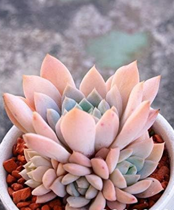 Mini Succulent Cactus Seed Succulent Perennial - $9.99