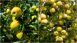 Live Plant Golden Delicious Apple Tree SemiDwarf Established 1 Plant 1 in Gallon - £60.19 GBP