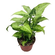 Syngonium podophyllum Green and White, 4 inch, Arrowhead Vine - £22.19 GBP