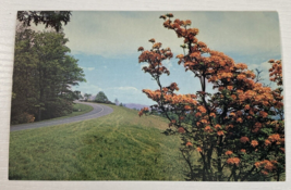 Flame Azalea On Blue Ridge Parkway Western NC Vintage Unposted Postcard - $2.39