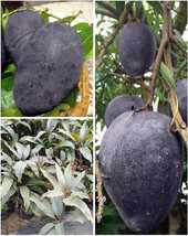 mango plant Black Stone Grafted - Indonesia Most Expensive  1 Healthy Plant - £27.49 GBP