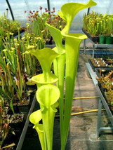 Sarracenia flava var maxima yellow pitcher - £2.63 GBP