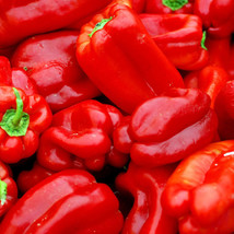 Big Red Sweet Pepper Seeds 25 Capsicum Anuum Vegetable Heirloom Fresh Ga... - £5.51 GBP