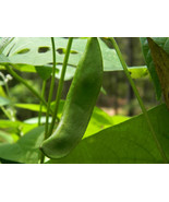 King of the Garden Lima Pole Bean Seeds, Butter Bean, NON-GMO, FREE SHIPPING - $6.92 - $20.78