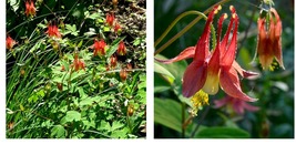 100seeds Eastern Red Columbine Aquilegia canadensis Native Perennial Hummingbird - £18.16 GBP