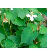 Houttuynia Cordata Extract – Natural Care for Skin, Hair &amp; Nail Health - $25.00 CAD