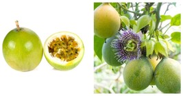 Sweet Passion Fruit Starter Live Plant 2.5&quot; pot Garden - $47.99