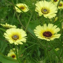 THJAR Umbrella Milkwort - Tolpis Barbata - 100 seeds- BOGO 50% off SALE - €5,16 EUR