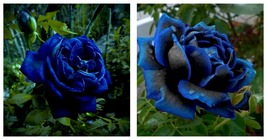 100 Seeds New Midnight Supreme Dark Blue Rose Bush Flower Garden - £12.01 GBP