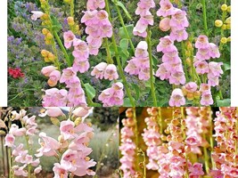 301+PALMER&#39;S Penstemon Native Wildflower Seeds Drought Heat Cold Container Easy - £10.22 GBP