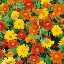 USA Seller Mexican Sunflower Mix Red Yellow Orange Fast Shipping - $16.48