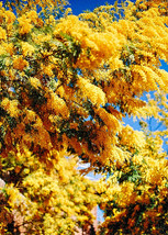 40 Seeds Golden Mimosa Trees | Acacia Baileyana | Fast Growingyellow Waddle US S - £9.55 GBP