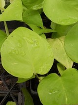 Attractive Neon Green Pothos Starter Plant - £4.17 GBP