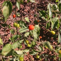 25 Chiltepin Pepper Seeds Usa Seller - £6.28 GBP
