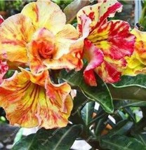 Desert Rose Seeds Yellow Red Big Flowers Fresh Garden - $7.78