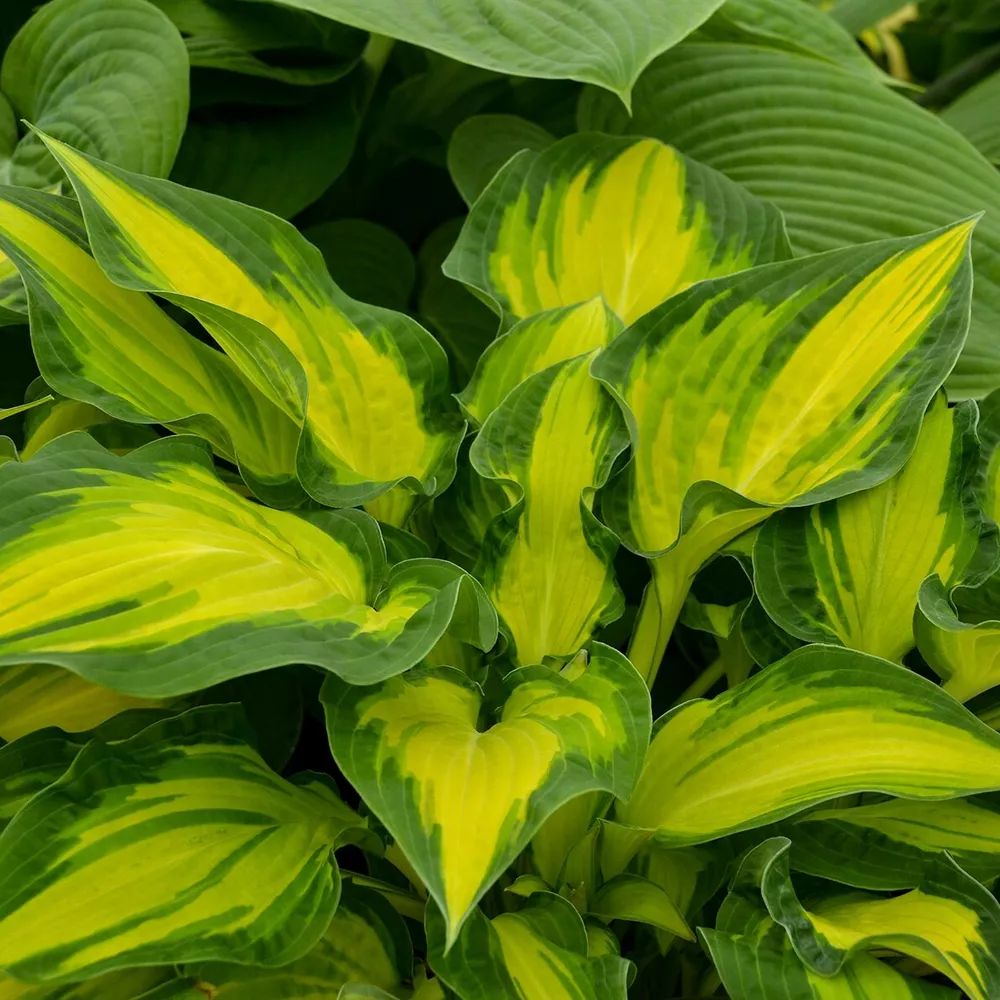 Hosta Happy Dayz Mature Well Rooted  5.25 Inch Pot Plant - £27.58 GBP