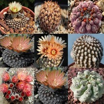 10pcs Thelocephala Mix Seeds Rare Cactus Plants - £5.08 GBP