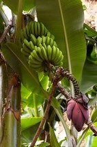 Musa Acuminata Banana Seeds New Fresh - £8.95 GBP