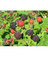   100 Black Raspberry Bush Seeds! Very Sweet, No Pesticides used!!!! - £6.27 GBP