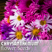 200+ Seeds Easter Mix Mum Chrysanthemum Seeds  Mum Flower, Flower Seeds, Annual - £9.90 GBP