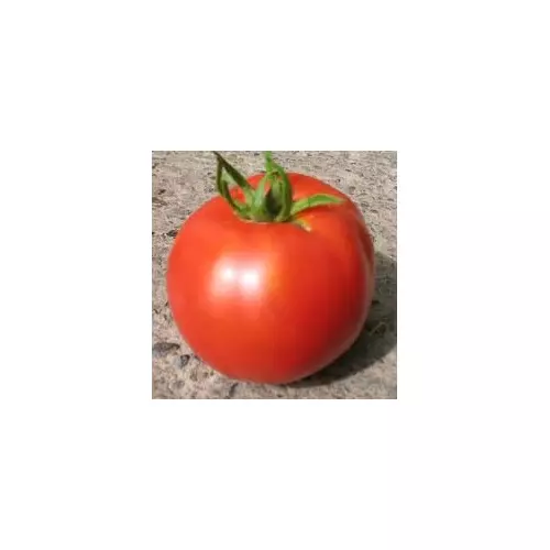 Fresh Seeds Tomato Thessaloniki Great Vegetable 200 Seeds - £12.52 GBP