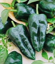 PS Ancho Poblano Grande Pepper Seeds Nongmo Heirloom Fast Grow - $166.68 MXN