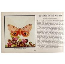 Io Emperor Moth 1934 Butterflies Of America Antique Insect Art PCBG14C - $366.80 MXN