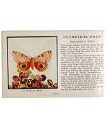 Io Emperor Moth 1934 Butterflies Of America Antique Insect Art PCBG14C - €17,22 EUR