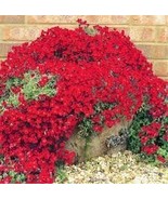 Creeping Thyme Bonsai or Blue Rock CRESS Plant 500 PCS Seeds - $11.96