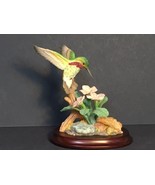 Maruri Premier Costa&#39;s Hummingbird - €77,80 EUR