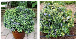 NEW! ( 1 ) - Top Hat Dwarf Blueberry - Starter Plant ( 8m ) ( 1 live plant ) - £26.61 GBP
