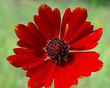 KKG Coreopsis Red River Valley Annual Seeds Planting Seeds - $28.92