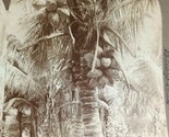 1892 Florida Cocoanuts Palm Tree Underwood View Co Stereoview Photograph - $11.83