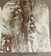 1892 Florida Cocoanuts Palm Tree Underwood View Co Stereoview Photograph - £9.31 GBP
