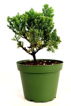 Juniper Bonsai Procumbens Nana Starter Live Plant 4&#39;&#39; Pot Ind/Outd - £17.66 GBP