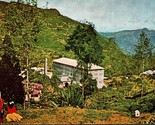 Tea Factory and Estate Nuwara Eliya Ceylon Chrome Postcard L12 - $3.91