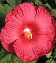 10 Red Dinner Plate Hibiscus Flower Seeds Huge 10-12 Inch - £2.94 GBP