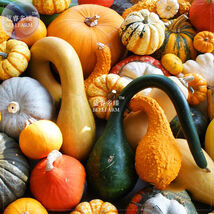 Mixed Gourds Pumpkin *Seeds No Soil 10Pcs - $7.99